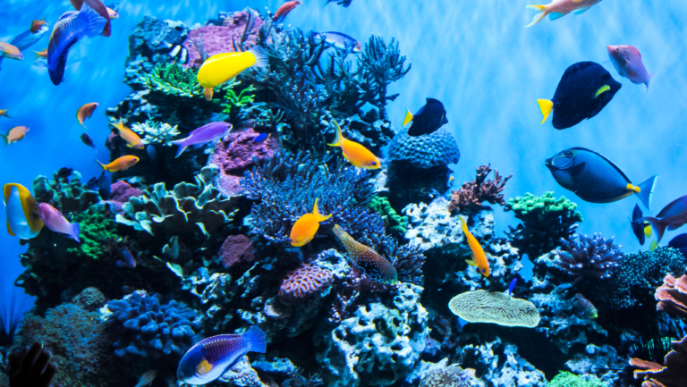 Dive Into Beauty: Aquarium Tropical Fish Wonders 1 aquarium tropical fish