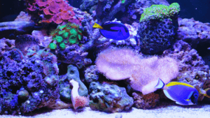 awesome aquarium fish