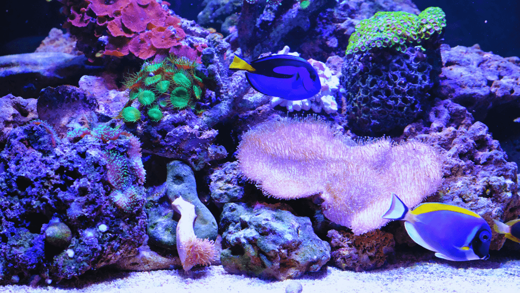 awesome aquarium fish
