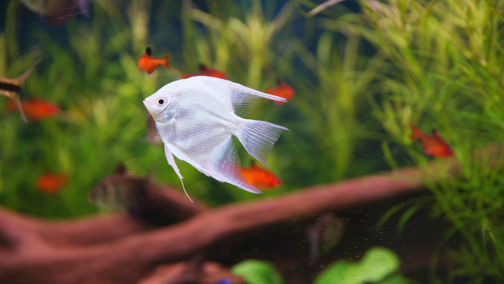 best fish for a small tank