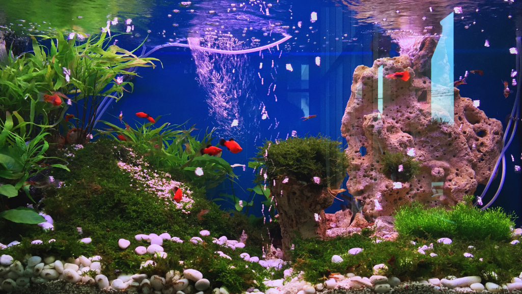 best fish for beginner tank