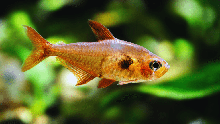 Top Big Freshwater Fish for Your Aquariums 27 big freshwater fish for tanks