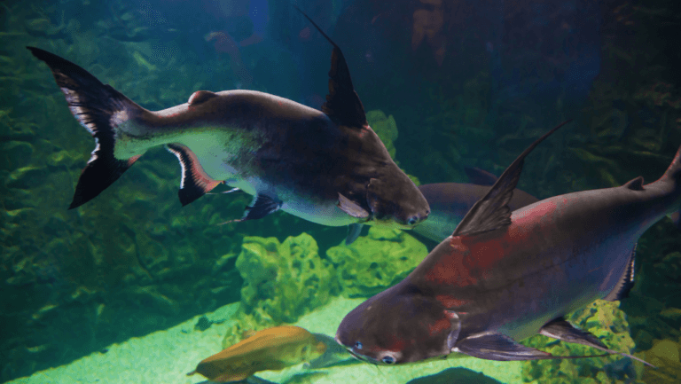 Big Tropical Fish: Care Guide & Best Practices 8 big tropical fish