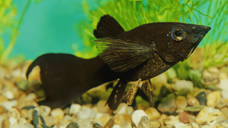 Black and White Fish Aquarium: Elegant Designs 1 black and white fish aquarium