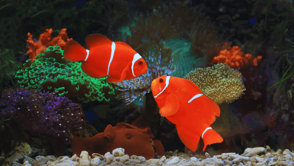 black and white fish aquarium decor