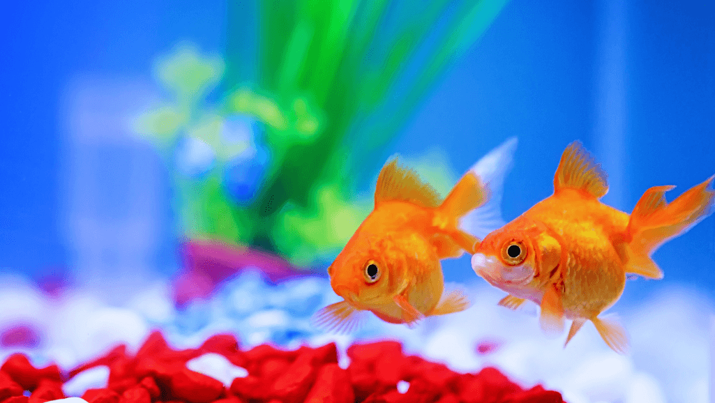 black and white themed fish tank