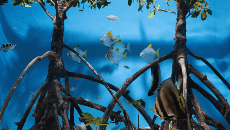Black Freshwater Fish Varieties for Aquariums 1 black freshwater fish