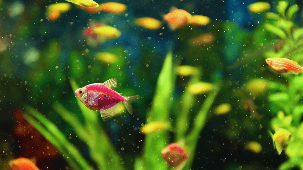 black freshwater fish tank mates
