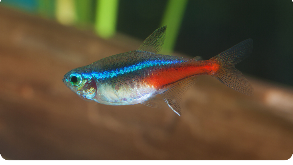 breeding Black Neon Tetras
