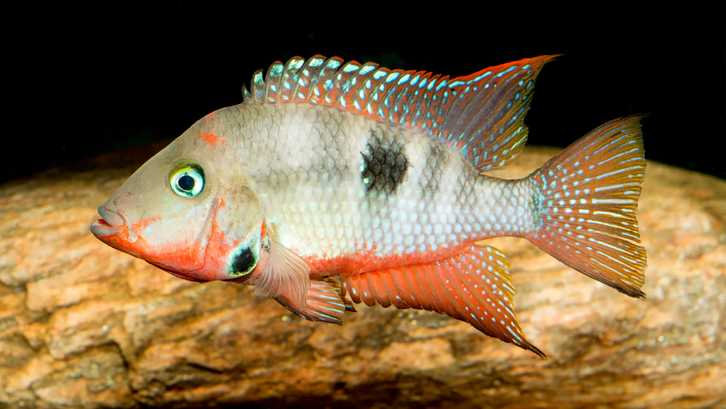 cichlid fish tank setup