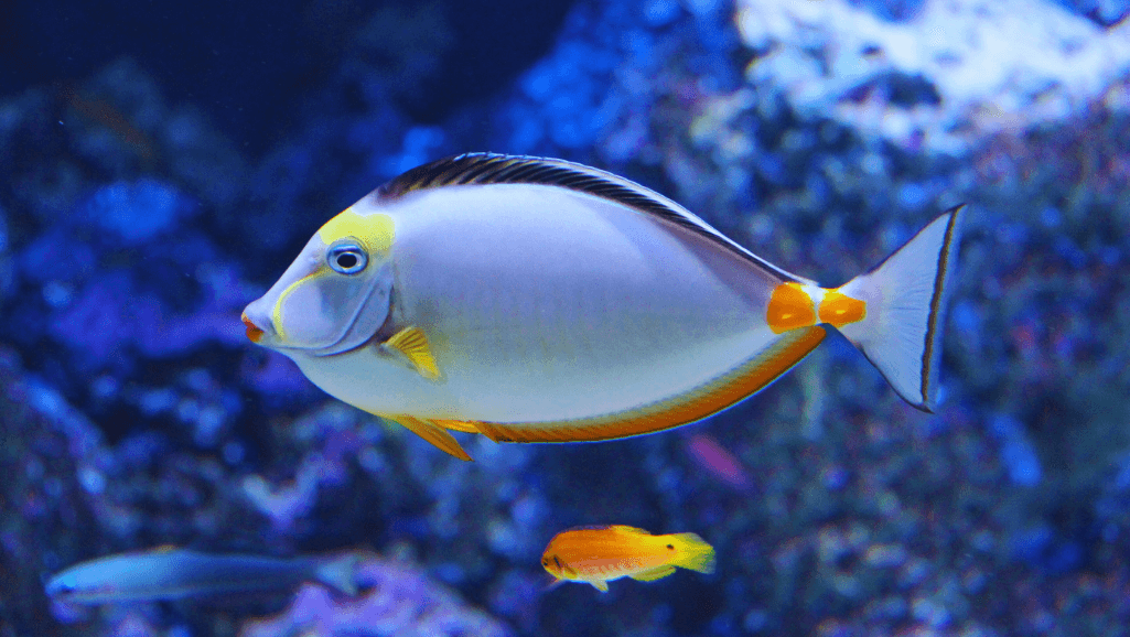 cold water aquarium fish care
