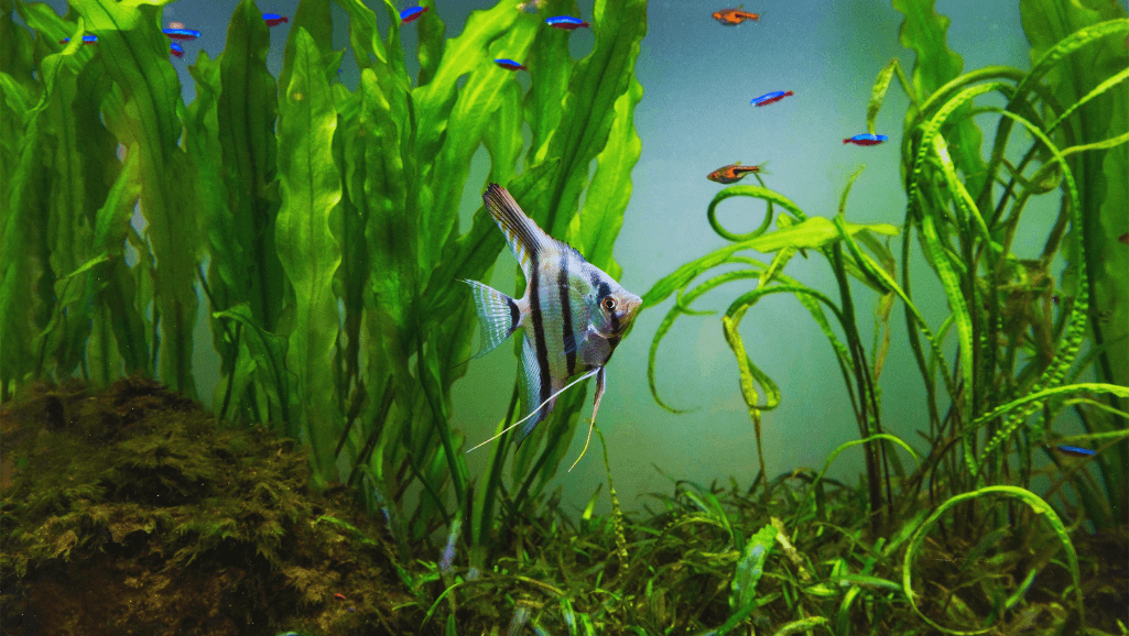 cold water aquarium fish care