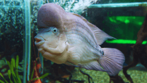 cold water fish species for aquariums