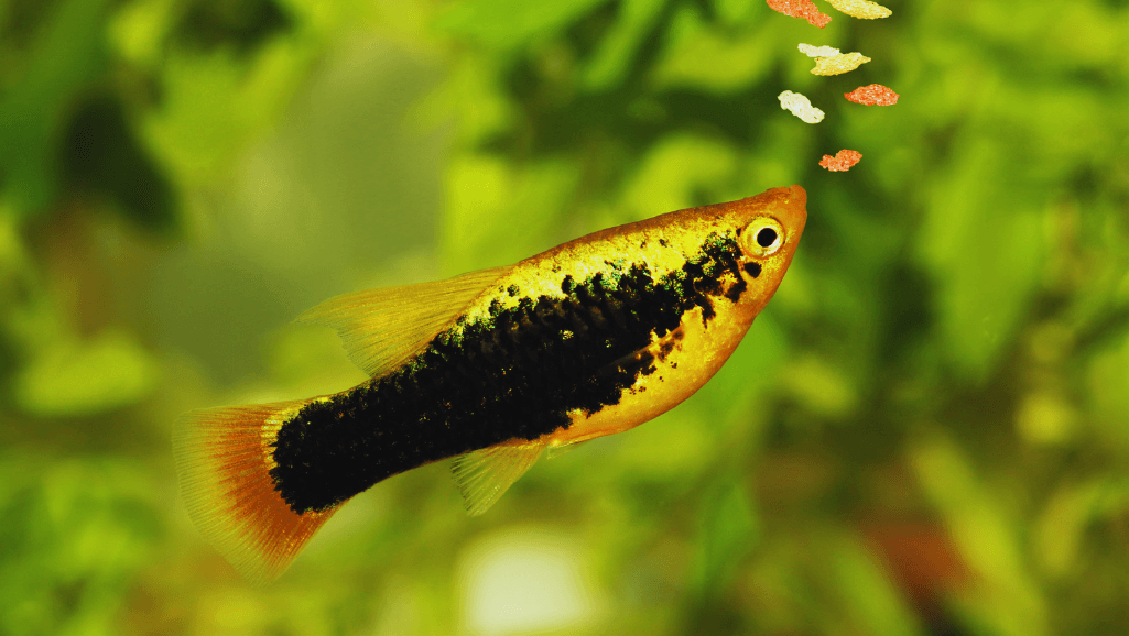 Top Colorful Freshwater Aquarium Fish Guide 1 colorful freshwater aquarium fish