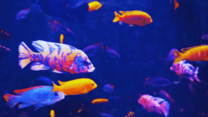 easy to care for freshwater fish