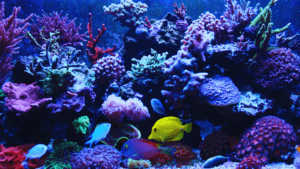 exotic fish tanks