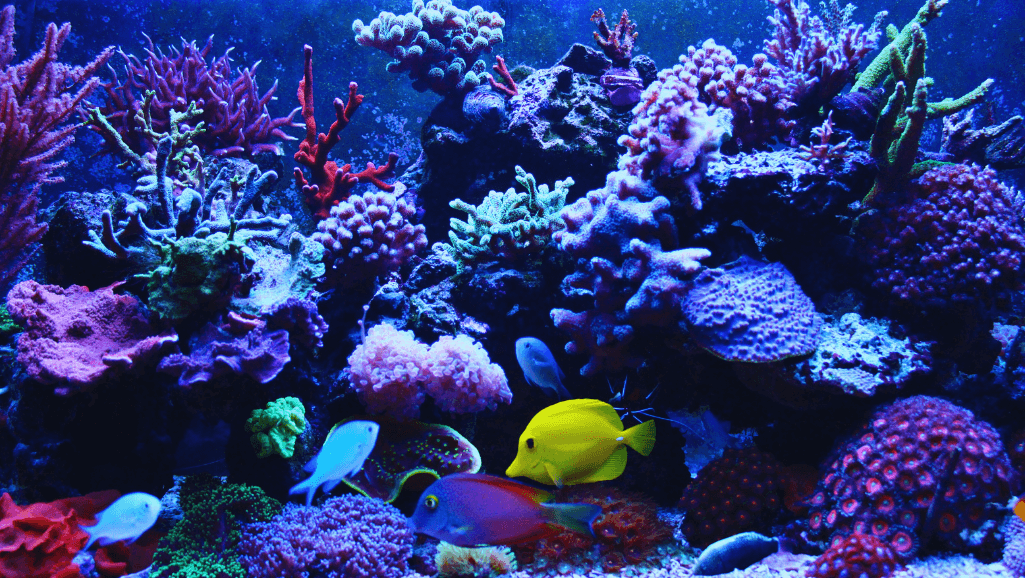Discover Unique Exotic Fish Tanks to Inspire You 1 exotic fish tanks