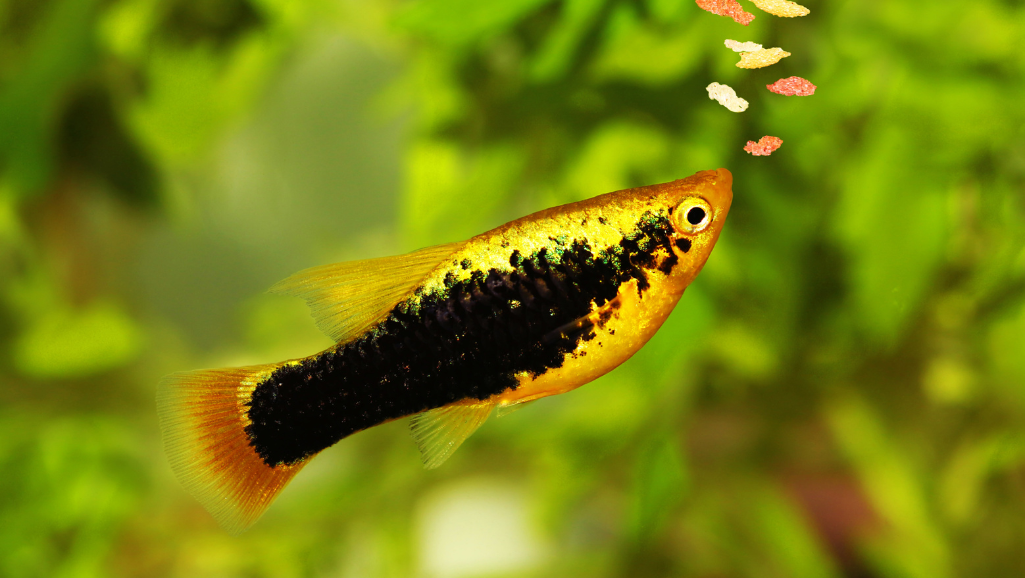 feeding fish guidelines