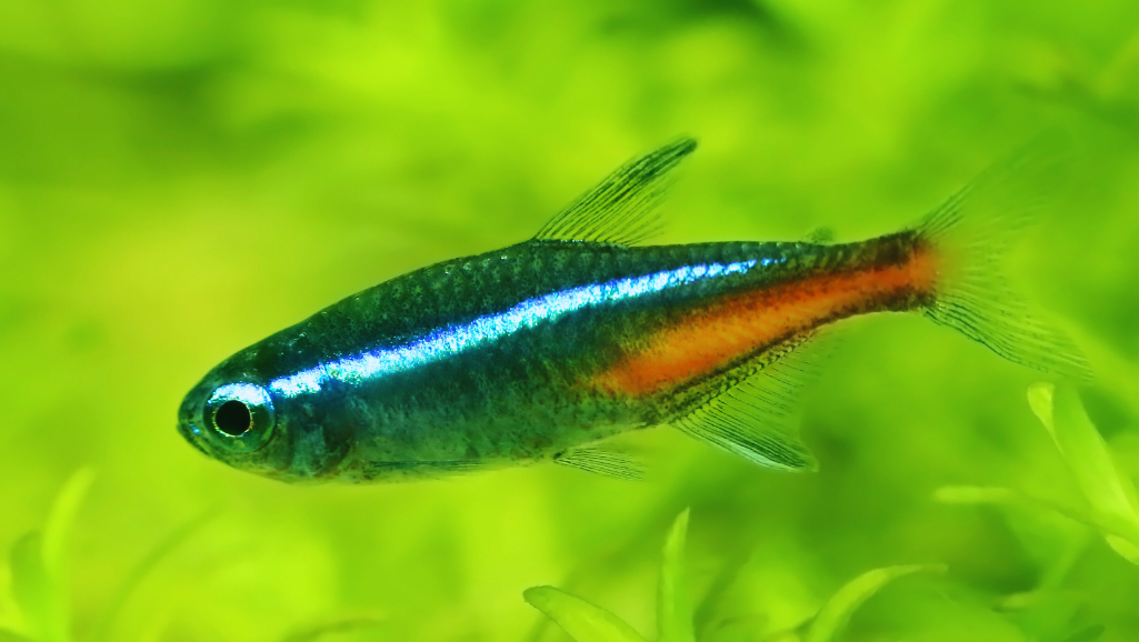 healthy cardinal tetra maintenance
