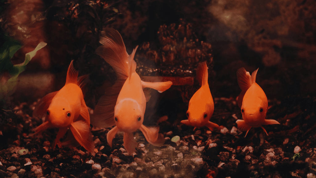 ideal freshwater fish for large tanks