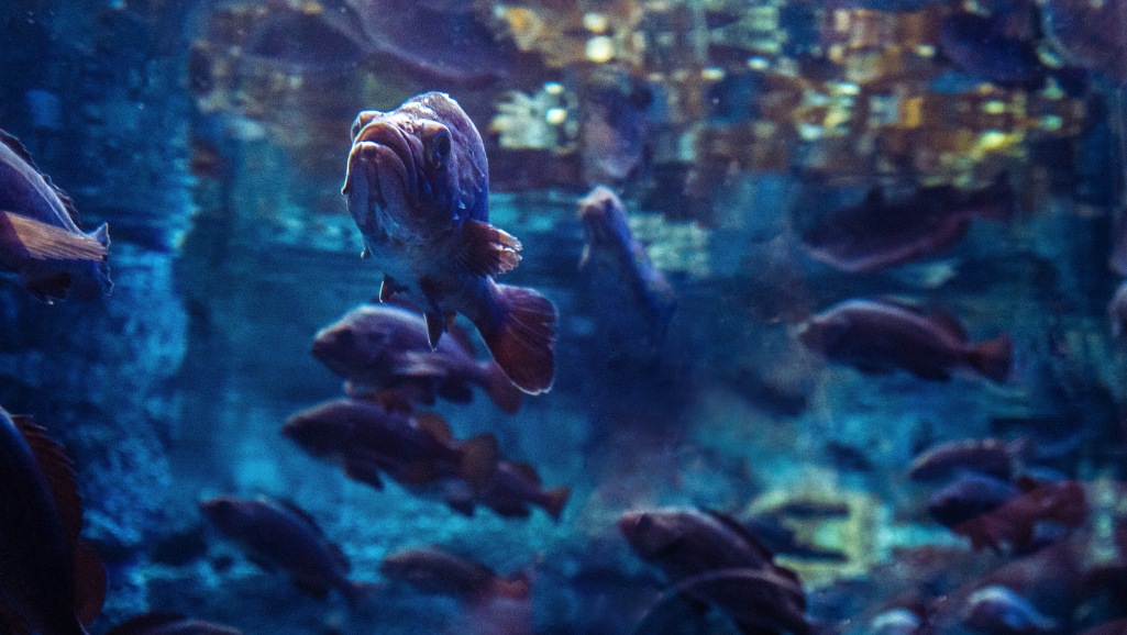 large aquarium fish species
