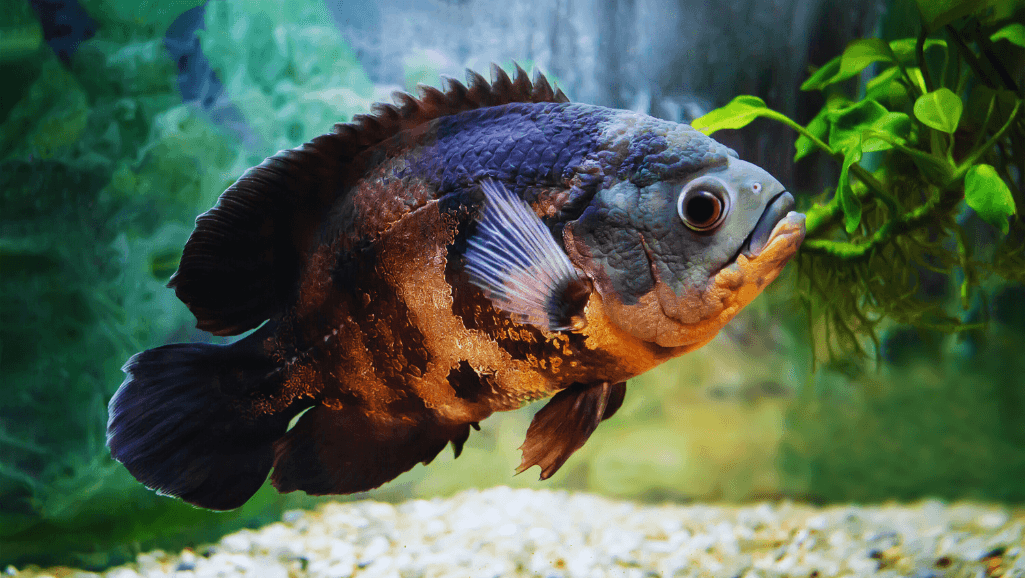 large freshwater fish water quality