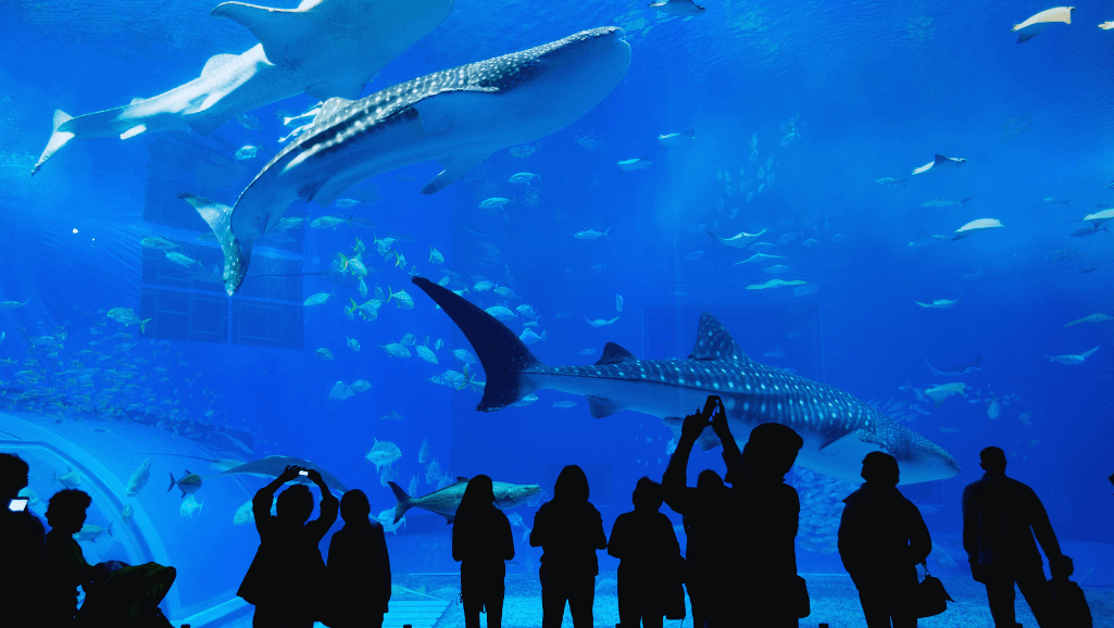 luxury aquariums