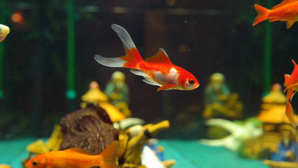 optimal aquarium size for fish
