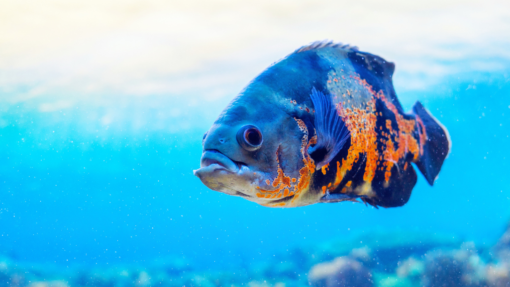 popular cichlid species