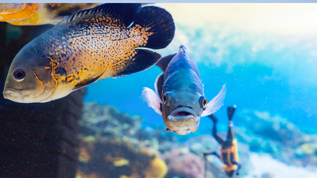 popular cichlid species
