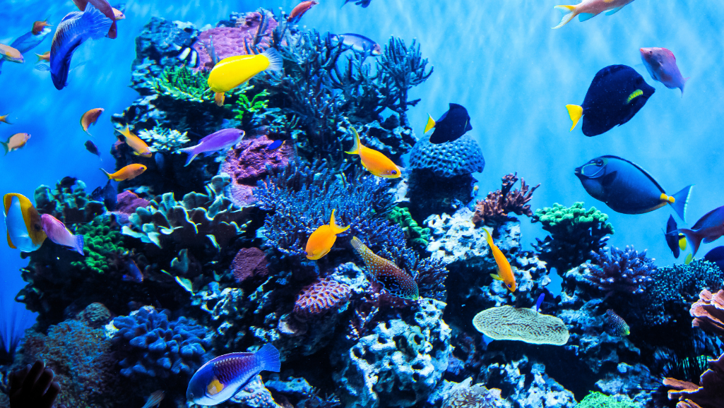 proper aquarium size for fish