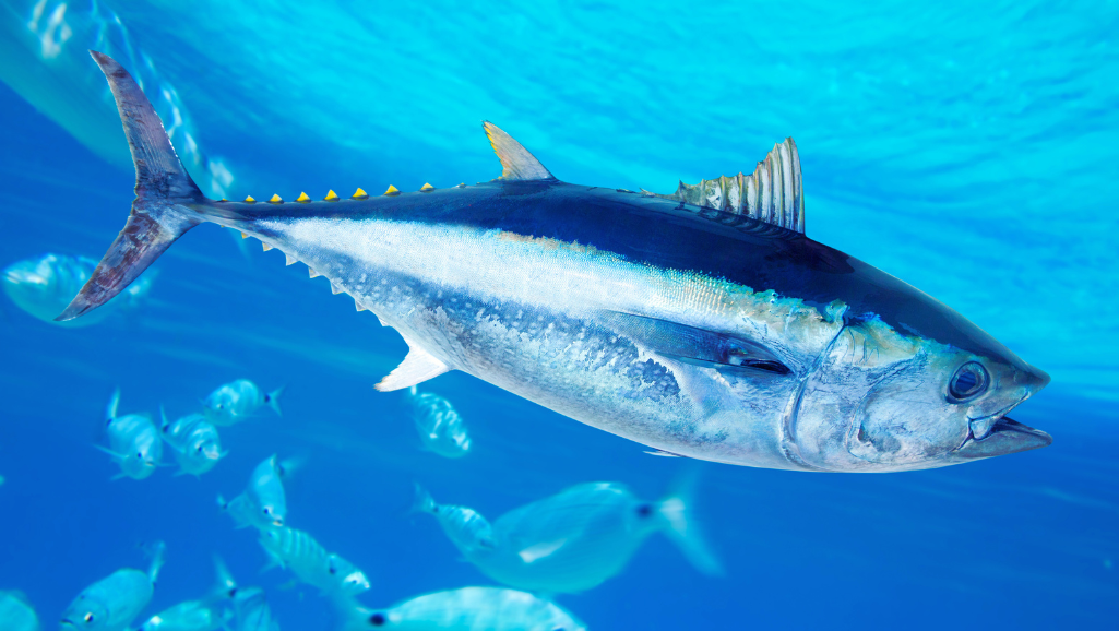 saltwater fish compatibility