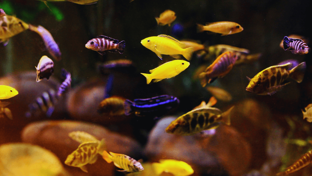 selecting the perfect unique aquarium designs