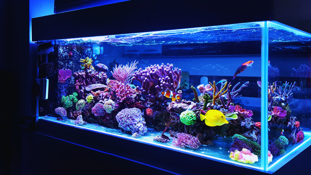 simple fish tank setup