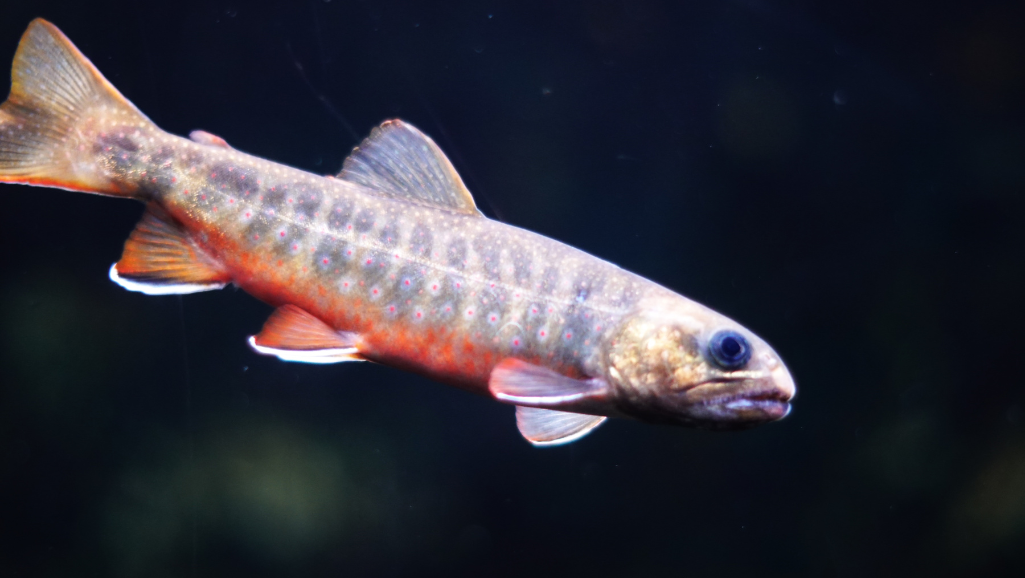 stocking popular fish for aquariums