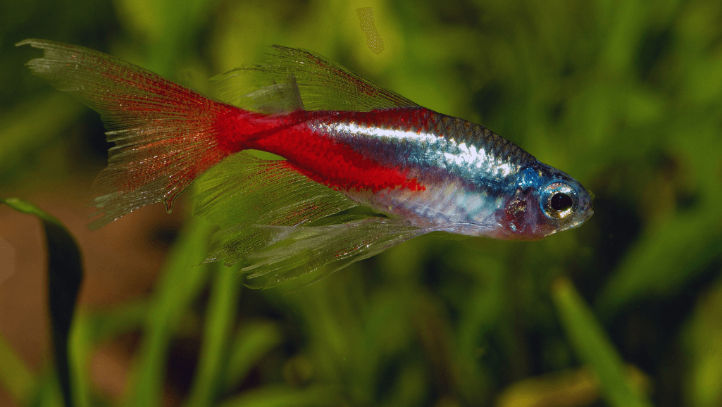 stress-free fishkeeping with tetras