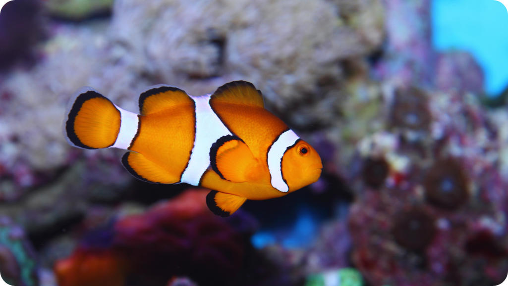 tropical aquarium fish