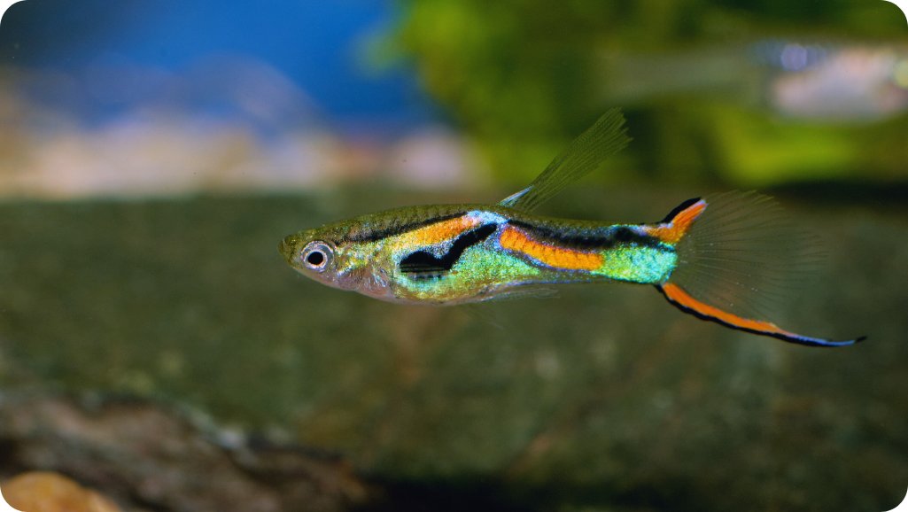 tropical guppy in aquarium