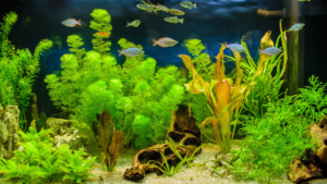 10 examples of freshwater fish