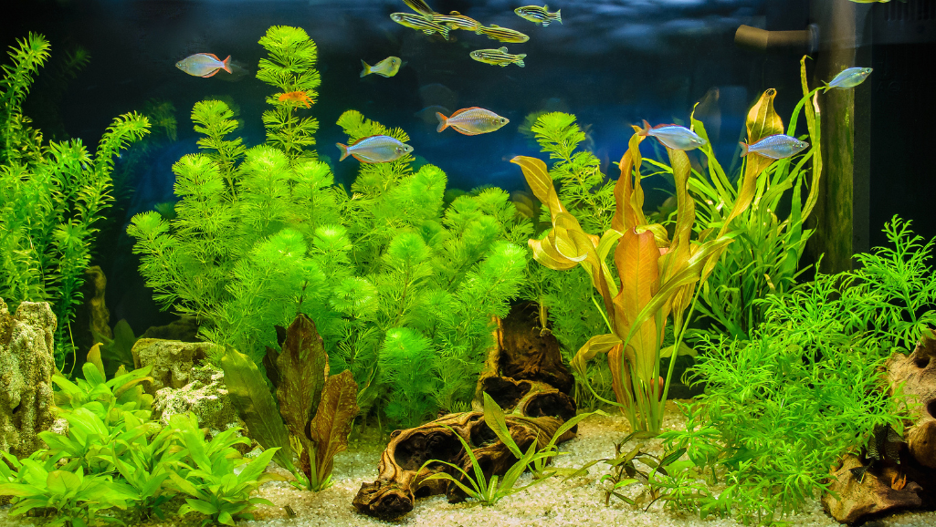 10 examples of freshwater fish