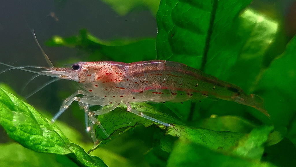 Amano Shrimp Breeding Techniques