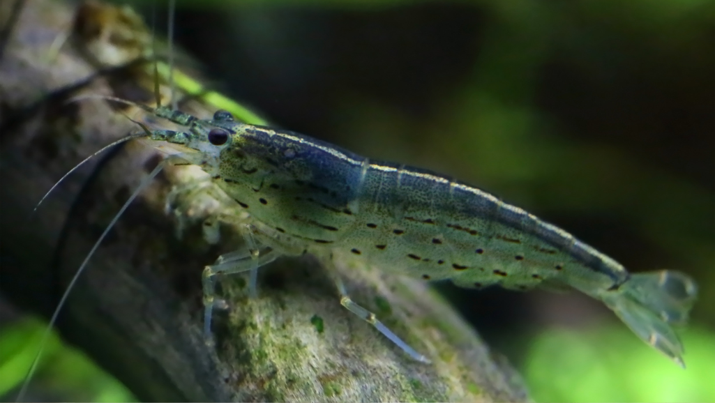 Amano Shrimp behavior