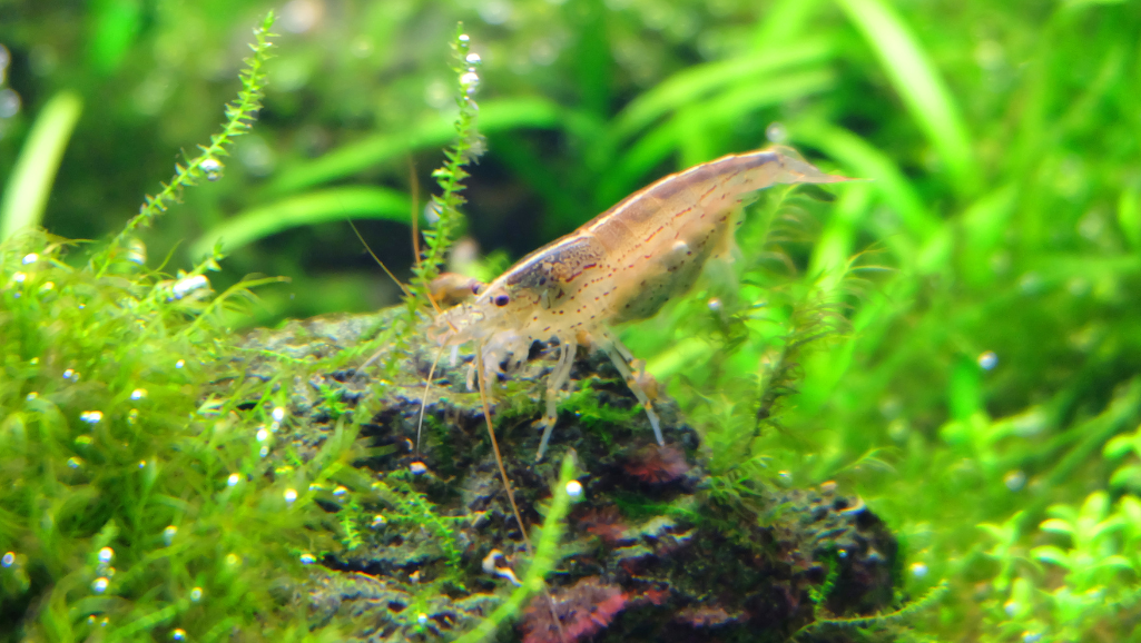 Amano Shrimp in a beautifully maintained aquarium