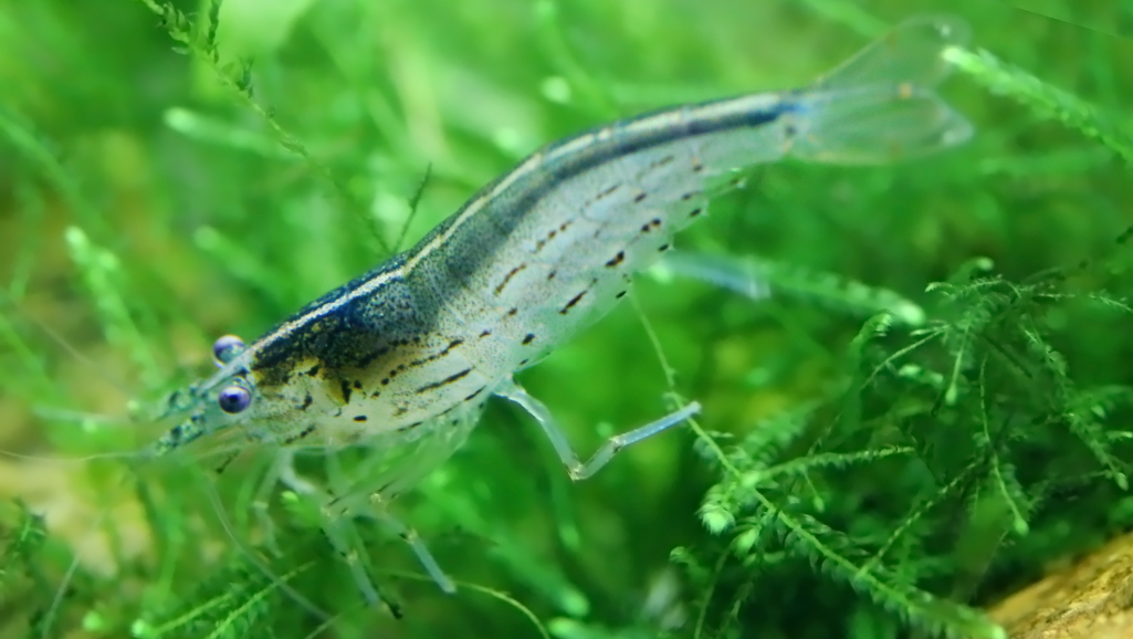 Unveil the Elegance of Amano Shrimp in Your Tank 1 Amano Shrimp
