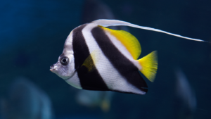 Angelfish
