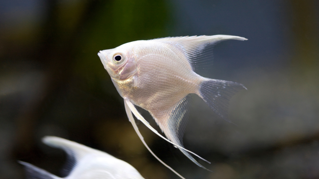 Angelfish Community Aquarium