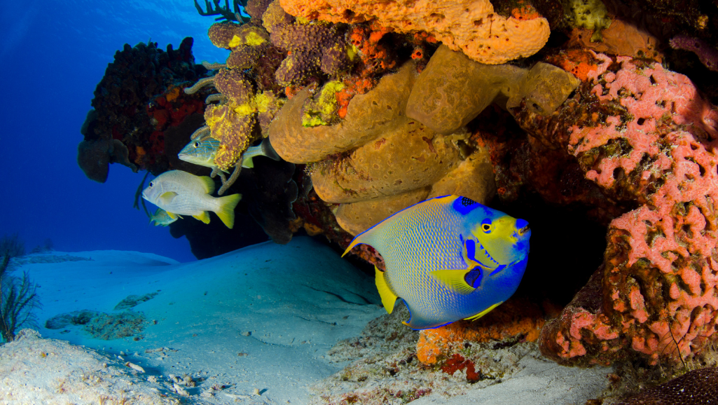 Angelfish Spawning