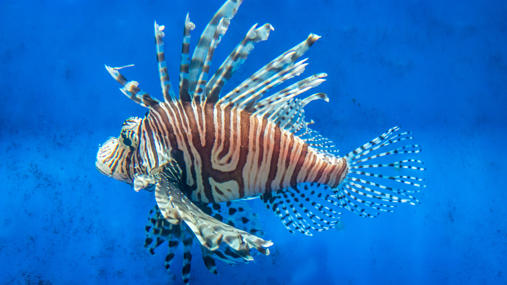 Discover the Enchanting World of Apistogramma Fish 1 Apistogramma