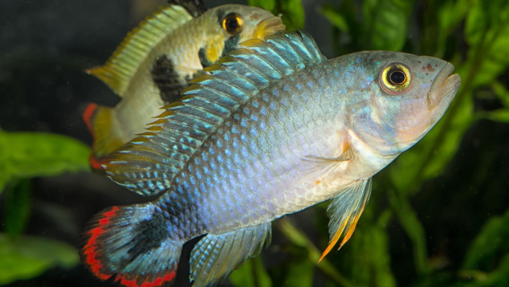Apistogramma Breeding
