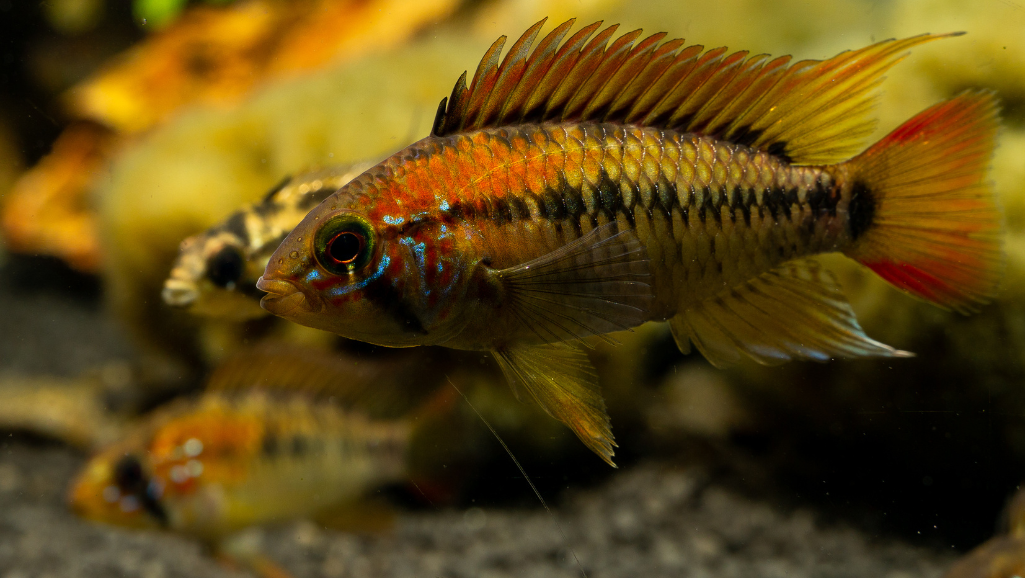 Apistogramma Care
